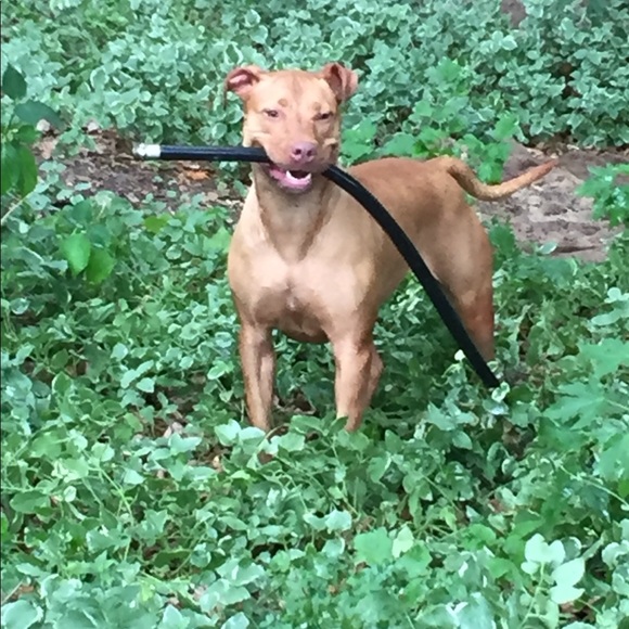 Meet your Posher, Nancy - Picture 4 of 8